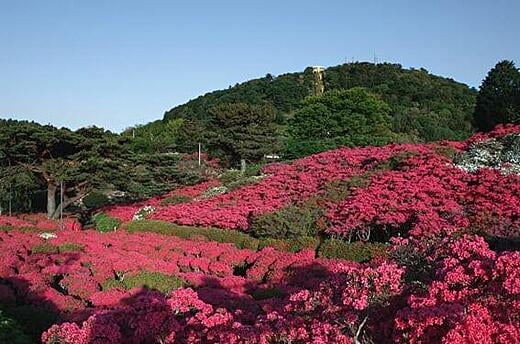 小室山公園　つつじ